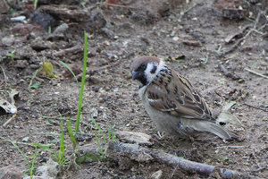 006.jpg (3114 просмотров) <a class='original' href='./download/file.php?id=56132&mode=view' target=_blank>Загрузить оригинал (525.28 КБ)</a>