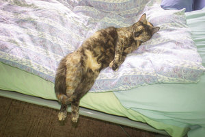 DSC00092.jpg (4483 просмотра) <a class='original' href='./download/file.php?id=56589&mode=view' target=_blank>Загрузить оригинал (903.14 КБ)</a>