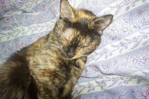 DSC00093.jpg (4483 просмотра) <a class='original' href='./download/file.php?id=56590&mode=view' target=_blank>Загрузить оригинал (924.58 КБ)</a>