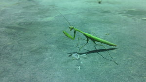 IMG_20150903_195129.jpg (2899 просмотров) <a class='original' href='./download/file.php?id=57467&mode=view' target=_blank>Загрузить оригинал (654.62 КБ)</a>