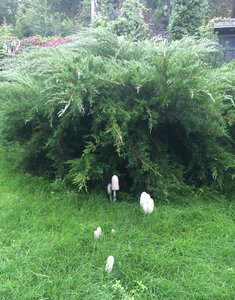 image.jpg (1804 просмотра) <a class='original' href='./download/file.php?id=57565&mode=view' target=_blank>Загрузить оригинал (2.99 МБ)</a>