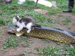 2041115.jpg (1886 просмотров) <a class='original' href='./download/file.php?id=58061&mode=view' target=_blank>Загрузить оригинал (168.08 КБ)</a>