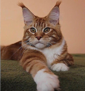 Screenshot - 21.10.2015 , 18_40_59.png (2445 просмотров) <a class='original' href='./download/file.php?id=61249&mode=view' target=_blank>Загрузить оригинал (431.48 КБ)</a>