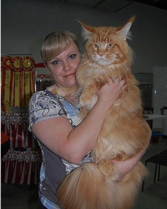 Screenshot - 21.10.2015 , 18_41_15.png (2379 просмотров) <a class='original' href='./download/file.php?id=61250&mode=view' target=_blank>Загрузить оригинал (650.5 КБ)</a>