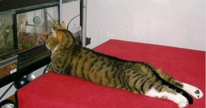 Screenshot - 21.10.2015 , 18_41_54.png (2438 просмотров) <a class='original' href='./download/file.php?id=61251&mode=view' target=_blank>Загрузить оригинал (367.08 КБ)</a>