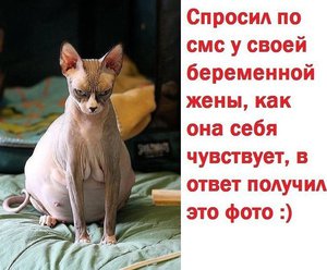 Jwy8g6C4BC0.jpg (2366 просмотров) <a class='original' href='./download/file.php?id=61518&mode=view' target=_blank>Загрузить оригинал (77 КБ)</a>