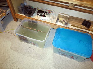 001.JPG (13610 просмотров) <a class='original' href='./download/file.php?id=62077&mode=view' target=_blank>Загрузить оригинал (2.77 МБ)</a>