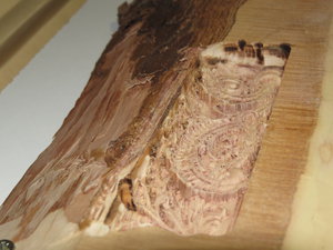 IMG_0320.JPG (6433 просмотра) <a class='original' href='./download/file.php?id=63420&mode=view' target=_blank>Загрузить оригинал (2.78 МБ)</a>