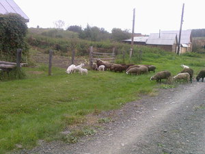 Photo-0048.jpg (2694 просмотра) <a class='original' href='./download/file.php?id=64435&mode=view' target=_blank>Загрузить оригинал (360.6 КБ)</a>