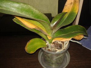 20151218_014434.jpg (3551 просмотр) <a class='original' href='./download/file.php?id=66393&mode=view' target=_blank>Загрузить оригинал (1.8 МБ)</a>