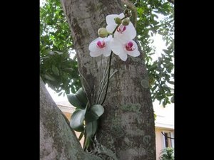 0.jpg (2682 просмотра) <a class='original' href='./download/file.php?id=66624&mode=view' target=_blank>Загрузить оригинал (33.46 КБ)</a>