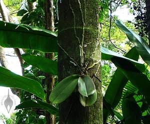 aaadb330fe8f.jpg (2682 просмотра) <a class='original' href='./download/file.php?id=66626&mode=view' target=_blank>Загрузить оригинал (179.7 КБ)</a>