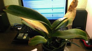 IMAG1601.jpg (2574 просмотра) <a class='original' href='./download/file.php?id=66655&mode=view' target=_blank>Загрузить оригинал (2.47 МБ)</a>