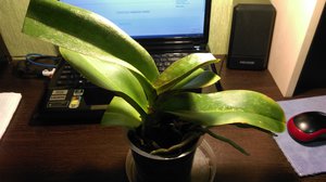 теперь так постоит (2574 просмотра) <a class='original' href='./download/file.php?id=66656&mode=view' target=_blank>Загрузить оригинал (1.98 МБ)</a>