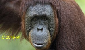 С 2016-м!.jpg (5701 просмотр) <a class='original' href='./download/file.php?id=67692&mode=view' target=_blank>Загрузить оригинал (143.44 КБ)</a>