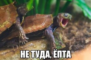 1546335.jpg (2439 просмотров) <a class='original' href='./download/file.php?id=68140&mode=view' target=_blank>Загрузить оригинал (45.28 КБ)</a>