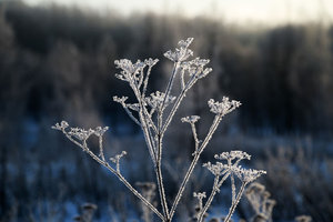 былинка.jpg (2975 просмотров) <a class='original' href='./download/file.php?id=68435&mode=view' target=_blank>Загрузить оригинал (80.7 КБ)</a>