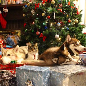 12393583_1488792484762193_1077584408_n.jpg (2518 просмотров) <a class='original' href='./download/file.php?id=69430&mode=view' target=_blank>Загрузить оригинал (187.45 КБ)</a>