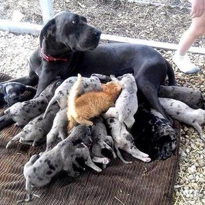 10505271_852737664785003_2904939157016426110_n.jpg (1329 просмотров) <a class='original' href='./download/file.php?id=69568&mode=view' target=_blank>Загрузить оригинал (92.51 КБ)</a>