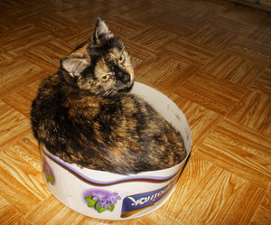 _DSC7255.jpg (4015 просмотров) <a class='original' href='./download/file.php?id=69926&mode=view' target=_blank>Загрузить оригинал (693.23 КБ)</a>