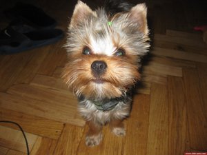 А это не бобер (1903 просмотра) <a class='original' href='./download/file.php?id=71735&mode=view' target=_blank>Загрузить оригинал (150.69 КБ)</a>