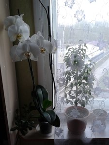 20140502_201146.jpg (3190 просмотров) <a class='original' href='./download/file.php?id=72166&mode=view' target=_blank>Загрузить оригинал (2.06 МБ)</a>