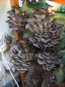 IMG_6845_576x768.jpg (6427 просмотров) <a class='original' href='./download/file.php?id=7432&mode=view' target=_blank>Загрузить оригинал (109.01 КБ)</a>