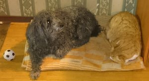 DSC_0606.jpg (3768 просмотров) <a class='original' href='./download/file.php?id=74617&mode=view' target=_blank>Загрузить оригинал (326.96 КБ)</a>