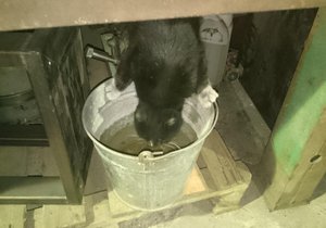 DSC_0256.jpg (3653 просмотра) <a class='original' href='./download/file.php?id=75848&mode=view' target=_blank>Загрузить оригинал (423.61 КБ)</a>