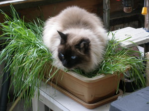 P8010513.JPG (1912 просмотров) <a class='original' href='./download/file.php?id=77805&mode=view' target=_blank>Загрузить оригинал (3.03 МБ)</a>