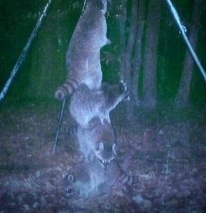 Подвесил приманку для оленей повыше, чтобы еноты не смогли достать... (1790 просмотров) <a class='original' href='./download/file.php?id=78766&mode=view' target=_blank>Загрузить оригинал (47.11 КБ)</a>