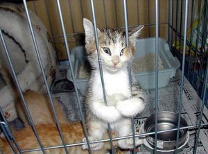 Мне всего 3 месяца, но уже 5 судимостей за хулиганство (2099 просмотров) <a class='original' href='./download/file.php?id=78930&mode=view' target=_blank>Загрузить оригинал (54.42 КБ)</a>