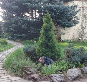 коника (8751 просмотр) <a class='original' href='./download/file.php?id=79190&mode=view' target=_blank>Загрузить оригинал (97.4 КБ)</a>