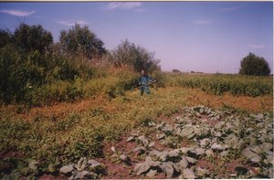 Где-то там картофель. Косу сломал об сорняки... (1304 просмотра) <a class='original' href='./download/file.php?id=79289&mode=view' target=_blank>Загрузить оригинал (871.7 КБ)</a>