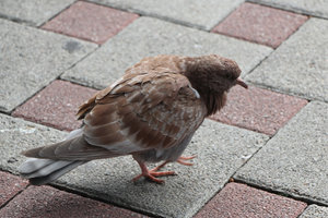 003.jpg (3961 просмотр) <a class='original' href='./download/file.php?id=79409&mode=view' target=_blank>Загрузить оригинал (957.39 КБ)</a>