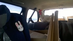 2016-05-21 10-57-04.JPG (2031 просмотр) <a class='original' href='./download/file.php?id=80611&mode=view' target=_blank>Загрузить оригинал (864.78 КБ)</a>