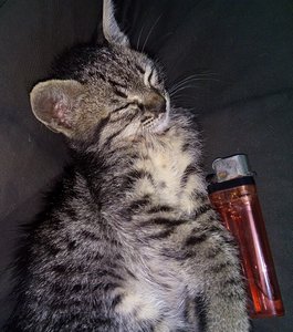 IMG_20160615_041610.jpg (3817 просмотров) <a class='original' href='./download/file.php?id=82795&mode=view' target=_blank>Загрузить оригинал (151.62 КБ)</a>