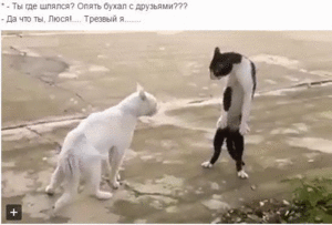 ecee6827d1acc930dc9df10163bf898c.gif (3133 просмотра) <a class='original' href='./download/file.php?id=82902&mode=view' target=_blank>Загрузить оригинал (7.14 МБ)</a>