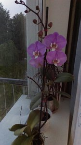 IMAG2084.jpg (2960 просмотров) <a class='original' href='./download/file.php?id=84375&mode=view' target=_blank>Загрузить оригинал (2.25 МБ)</a>