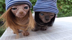 3283762.gif (2905 просмотров) <a class='original' href='./download/file.php?id=86733&mode=view' target=_blank>Загрузить оригинал (8.7 МБ)</a>