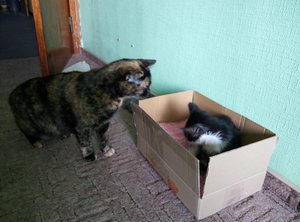 P60903-155150.jpg (3254 просмотра) <a class='original' href='./download/file.php?id=88336&mode=view' target=_blank>Загрузить оригинал (3.79 МБ)</a>