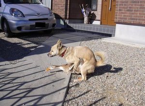 СТРАННАЯ СОБАКА.jpg (2869 просмотров) <a class='original' href='./download/file.php?id=91808&mode=view' target=_blank>Загрузить оригинал (97.48 КБ)</a>