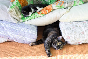 _DSC5461.jpg (2761 просмотр) <a class='original' href='./download/file.php?id=92096&mode=view' target=_blank>Загрузить оригинал (244.53 КБ)</a>