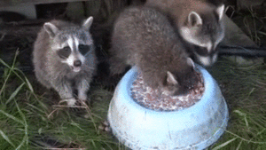 7_file.gif (2741 просмотр) <a class='original' href='./download/file.php?id=92130&mode=view' target=_blank>Загрузить оригинал (8.86 МБ)</a>