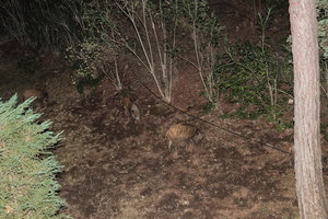 IMG_7535.JPG (4122 просмотра) <a class='original' href='./download/file.php?id=93389&mode=view' target=_blank>Загрузить оригинал (11.05 МБ)</a>