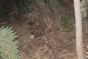 IMG_7530.JPG (4122 просмотра) <a class='original' href='./download/file.php?id=93392&mode=view' target=_blank>Загрузить оригинал (8.95 МБ)</a>