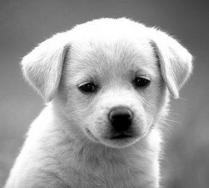 puppy.jpg (1559 просмотров) <a class='original' href='./download/file.php?id=99007&mode=view' target=_blank>Загрузить оригинал (14.14 КБ)</a>