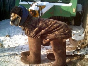 собакен.jpg (2433 просмотра) <a class='original' href='./download/file.php?id=99014&mode=view' target=_blank>Загрузить оригинал (250.15 КБ)</a>