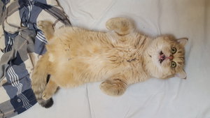 20170104_225443.jpg (4815 просмотров) <a class='original' href='./download/file.php?id=99179&mode=view' target=_blank>Загрузить оригинал (1.19 МБ)</a>