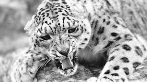 Гепард2.jpg (2246 просмотров) <a class='original' href='./download/file.php?id=99251&mode=view' target=_blank>Загрузить оригинал (2.2 МБ)</a>